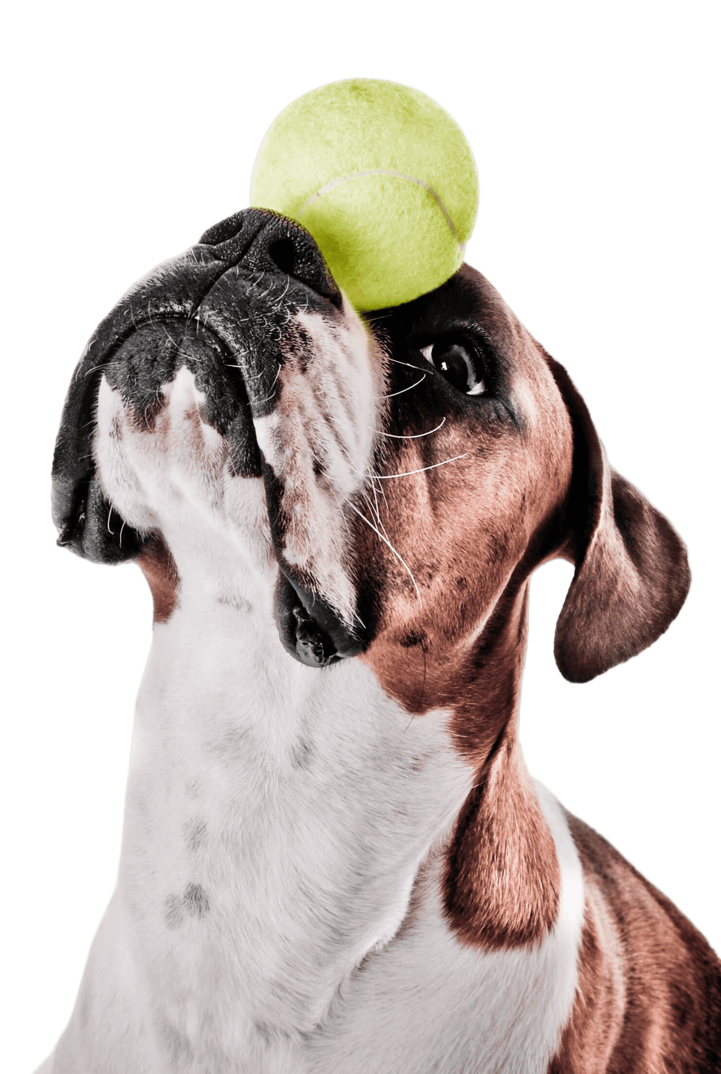 nohat_bg_removed_6a1dbebd